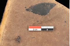 Foto (Detailsansicht) von Quercus palaeoilex Ettingshausen (NHMW-GEO-2024-0188-0963)